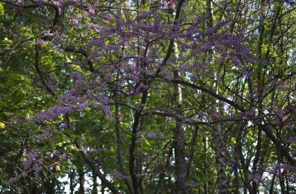 Blommande syrenbuske — Stockfoto