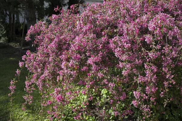 Arbusto lilás em flor — Fotografia de Stock