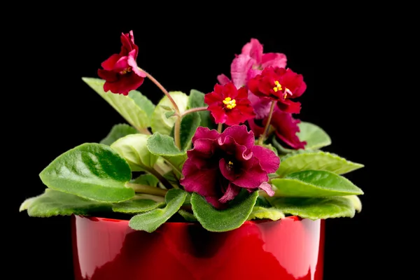 Violette bloemen in pot — Stockfoto