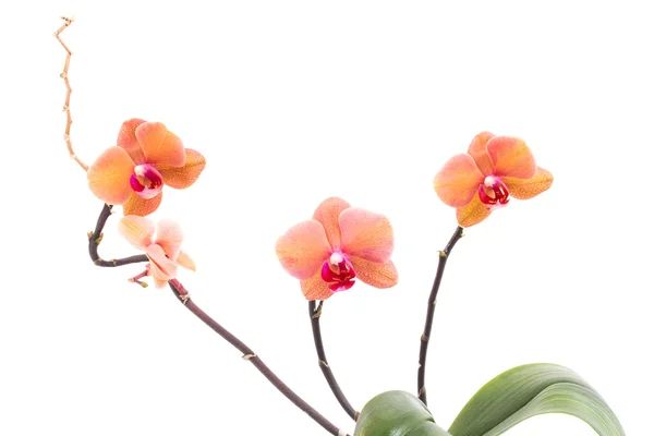 Fioletowe kwiaty orchidei — Zdjęcie stockowe