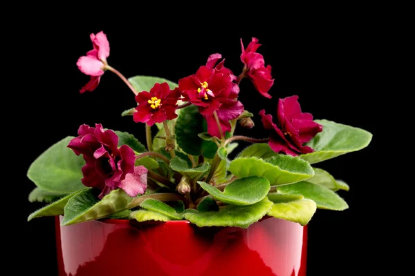 Violette bloemen in pot — Stockfoto