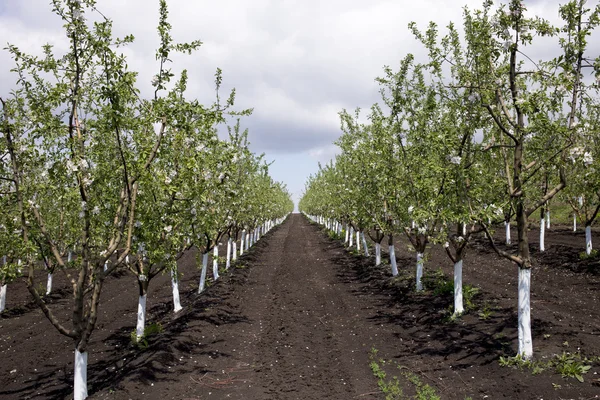 Huerto de manzanas en flor . — Foto de Stock