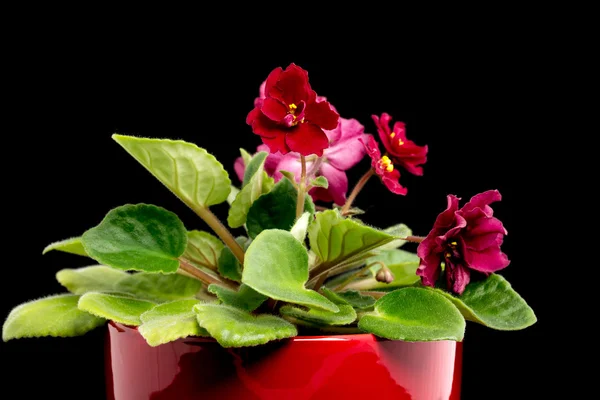 Violette bloemen in pot — Stockfoto