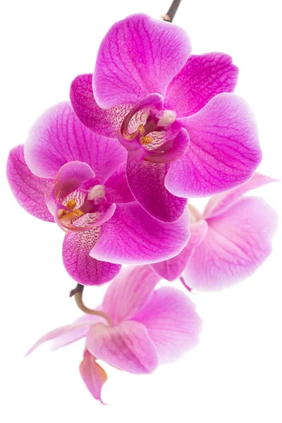 紫兰花花 — 图库照片