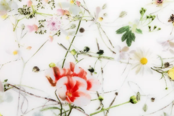 Blumenmuster auf Porzellanteller. — Stockfoto