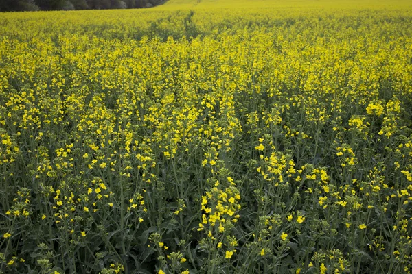 Rapeseeds field at cloudy day — Stock Photo, Image