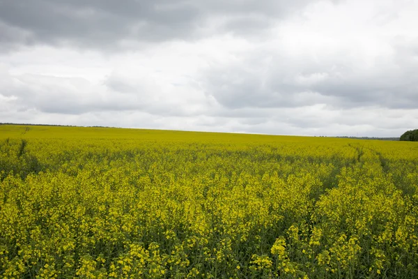 Kanola alan bulutlu gün