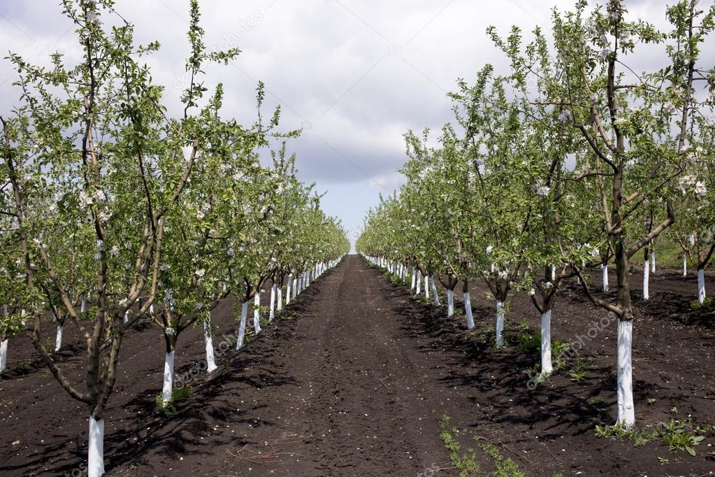 blossoming apple orchard.