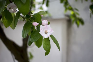 Çiçek açması ayva. Yakın çekim.
