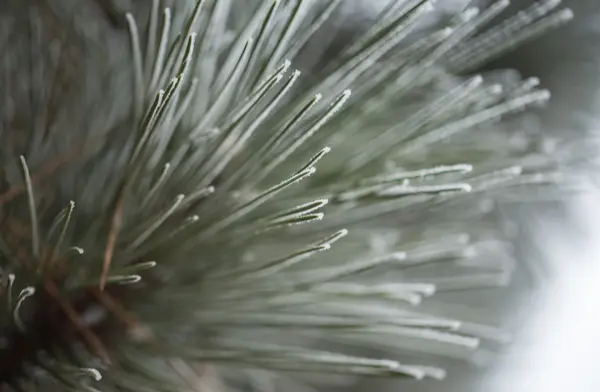 Agulhas de pinheiro no close-up de inverno . — Fotografia de Stock