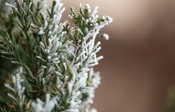 Aghi di pino sul primo piano invernale . — Foto Stock