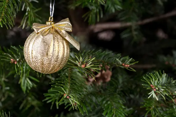 Bola de Natal no pinheiro . — Fotografia de Stock