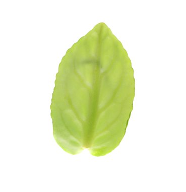 Menekşe çiçek genç yaprak.