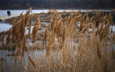 Kurumuş kamışı closeup yapraklar.