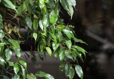 Yeşil defne ağacı dalı portre.