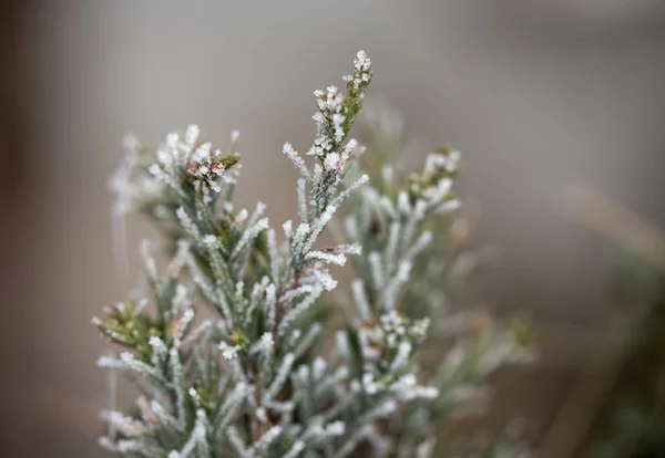 Pine tree needles on winter closeup. — Stock Photo, Image