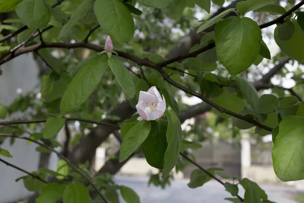 Una mela cotogna in fiore. Primo piano . — Foto Stock