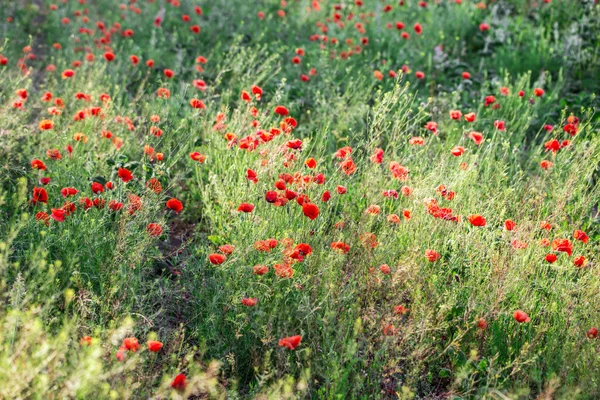 Beautiful red poppy field. — Stock Photo, Image