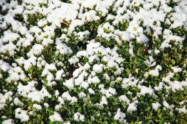 Árbol de boj cubierto de nieve . — Foto de Stock