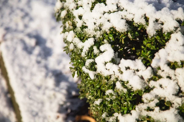 Árbol de boj cubierto de nieve . — Foto de Stock