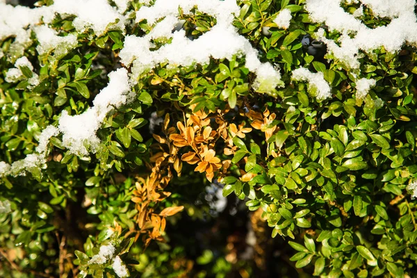 白雪覆盖的黄杨木树. — 图库照片