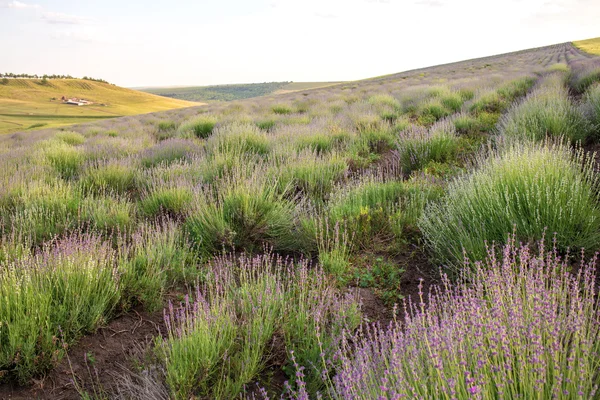 Campo de lavanda hermosa . — Foto de Stock