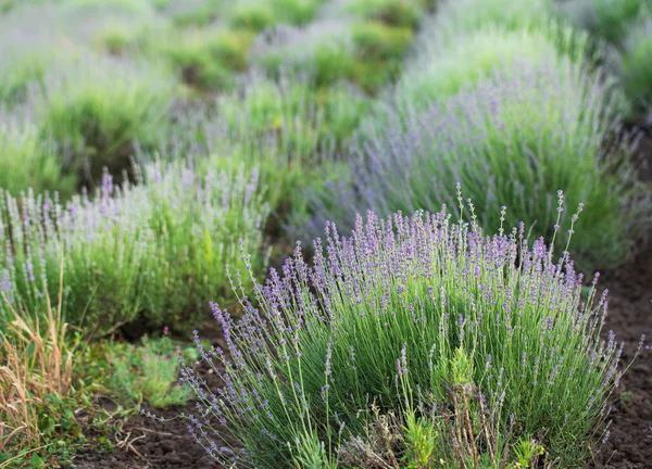 Hermoso primer plano del campo de lavanda . —  Fotos de Stock