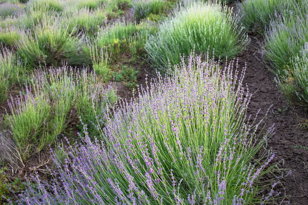 Campo de lavanda hermosa . — Foto de Stock