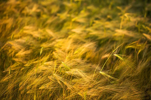 Espigas de amadurecimento do campo de trigo amarelo . — Fotografia de Stock