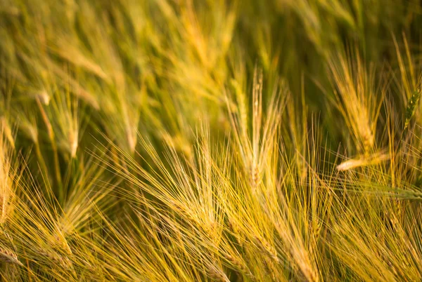 Espigas de amadurecimento do campo de trigo amarelo . — Fotografia de Stock