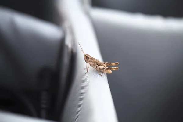 Brown grasshopper. Close up. — Stock Photo, Image