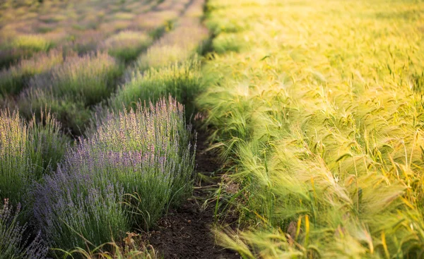 Hermoso primer plano de lavanda y campo de trigo . — Foto de Stock