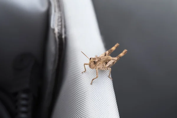 Brown grasshopper. Close up. — Stock Photo, Image