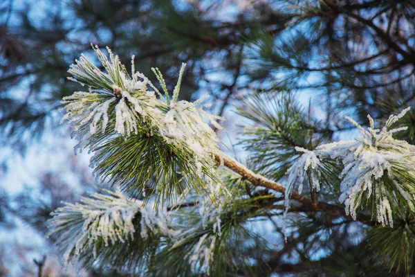 Frosty pine tree branch at daylight. — Stock Photo, Image