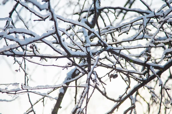 Rama de árboles helados en invierno. — Foto de Stock