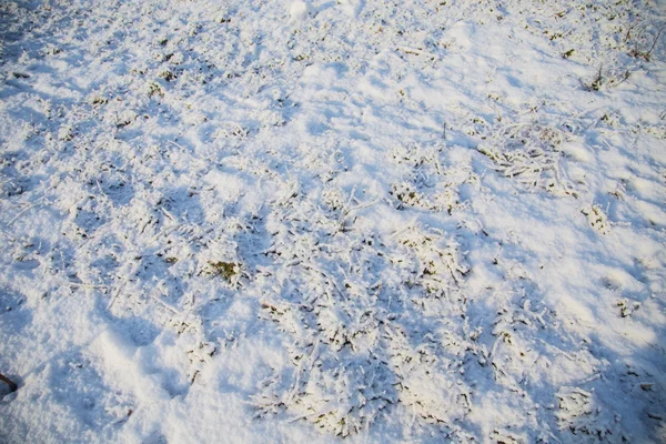 Césped cubierto de primera nieve . — Foto de Stock