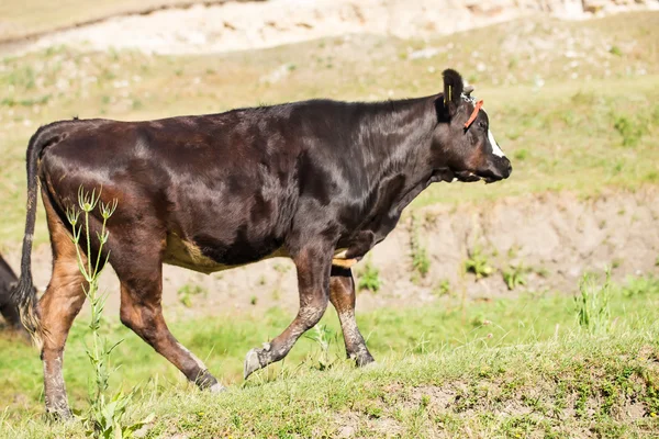 Vacca da latte marrone su un pascolo estivo . — Foto Stock