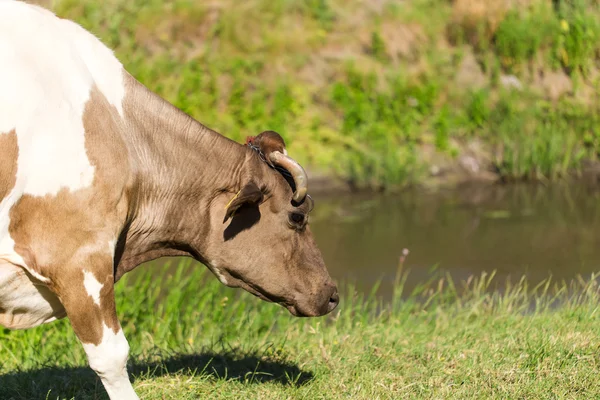 Vacca da latte marrone su un pascolo estivo . — Foto Stock