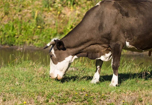 Vaca de leite marrom em um pasto de verão . — Fotografia de Stock