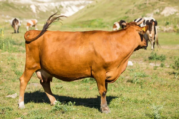 Vacca da latte marrone su un pascolo estivo . — Foto Stock