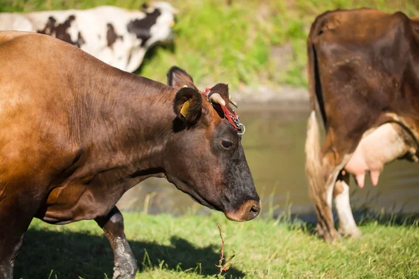 Vaca de leite marrom em um pasto de verão . — Fotografia de Stock