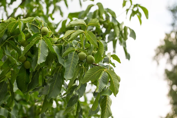 Closeup of walnut tree. — Stock Photo, Image