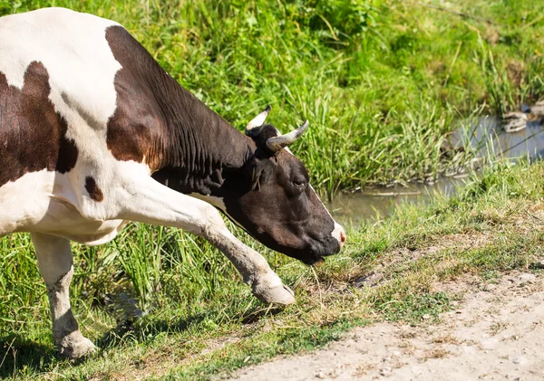Krowy pasące się na letnie pastwiska. — Zdjęcie stockowe
