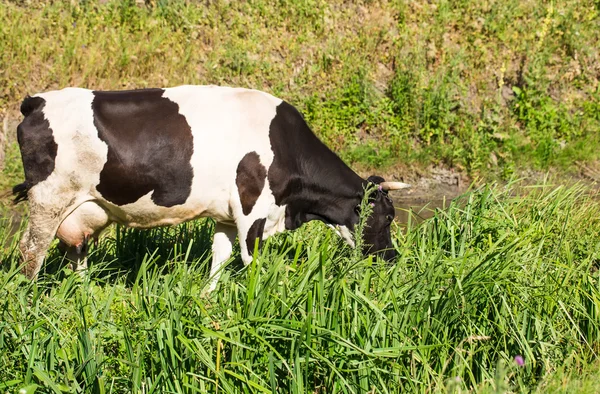 Pastoreo de vacas en un pastizal de verano . — Foto de Stock