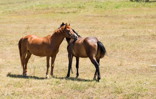 Dvě mladé zahrnující koně na pastvině. — Stock fotografie