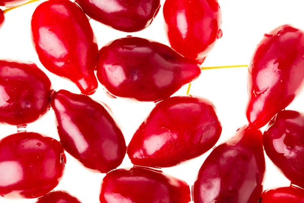 Ripe red dogwood berries. — Stock Photo, Image