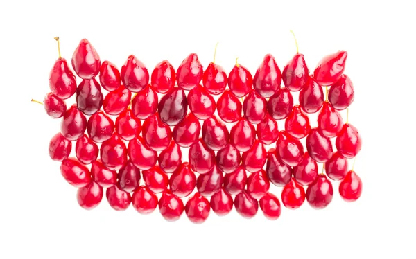 Bayas de cornejo rojas maduras . —  Fotos de Stock