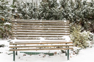 Tuja ve Bahçe bankta ilk kar. 
