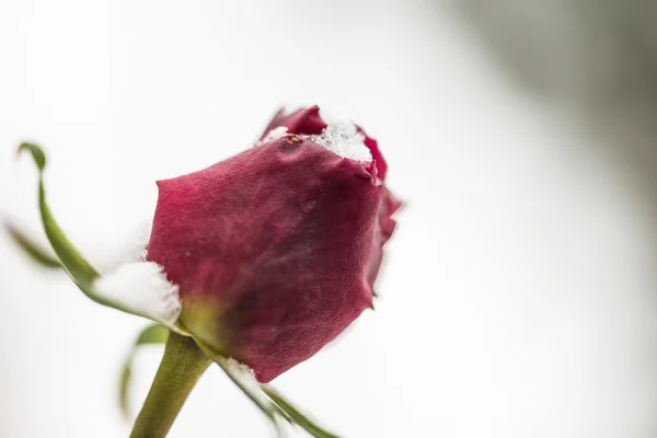 Sneeuw bedekt rode roos. — Stockfoto