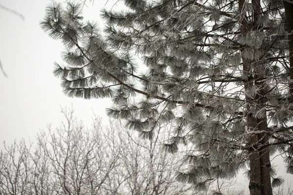 Сосновая ветвь в мороз в холодный день . — стоковое фото